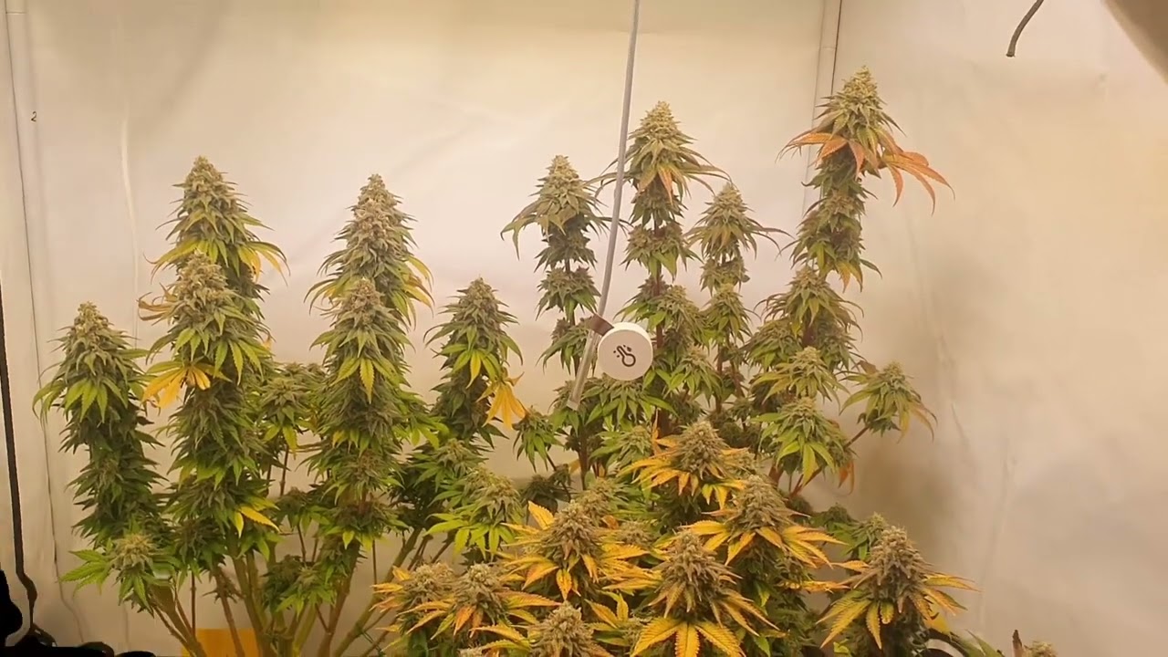 Grow vom Samen bis zur Ernte - 80x80 - Sanlight 3-80 | Sunday Punch | OG Kush | Northern Lights Blue