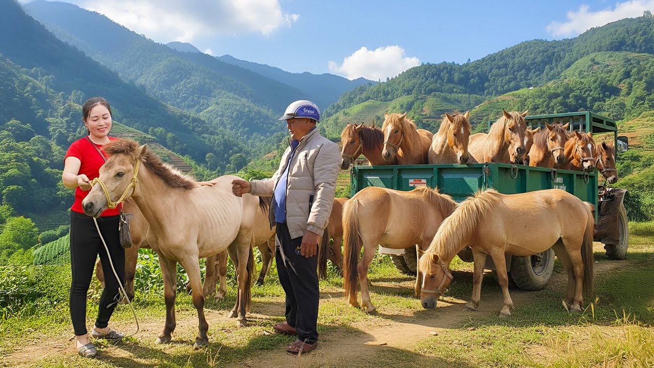 TIMELAPSE -- Use Truck to Transport 1000+ Strong Horses to the Farm – Villagers Come to Buy