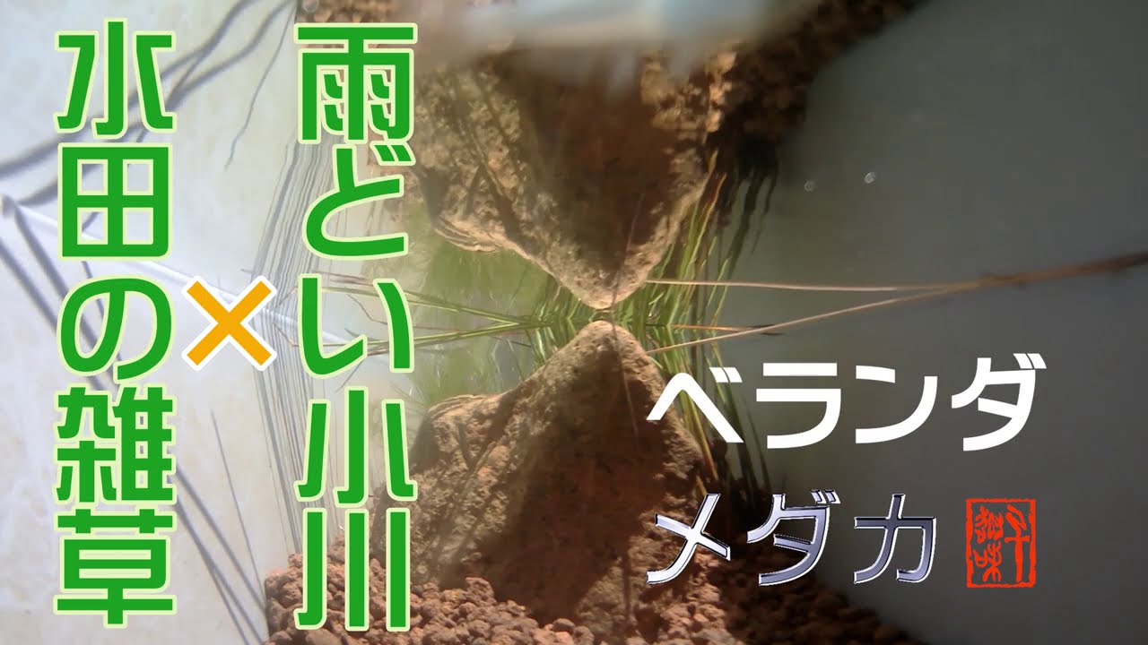 ベランダ メダカ～②雨どいの小川に水田雑草を移植