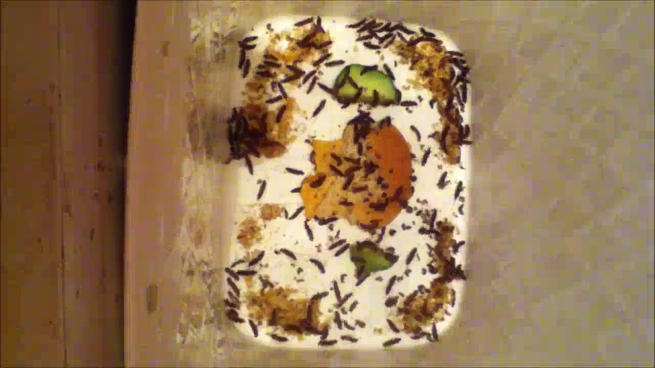 Dermestes lardarius #1  1