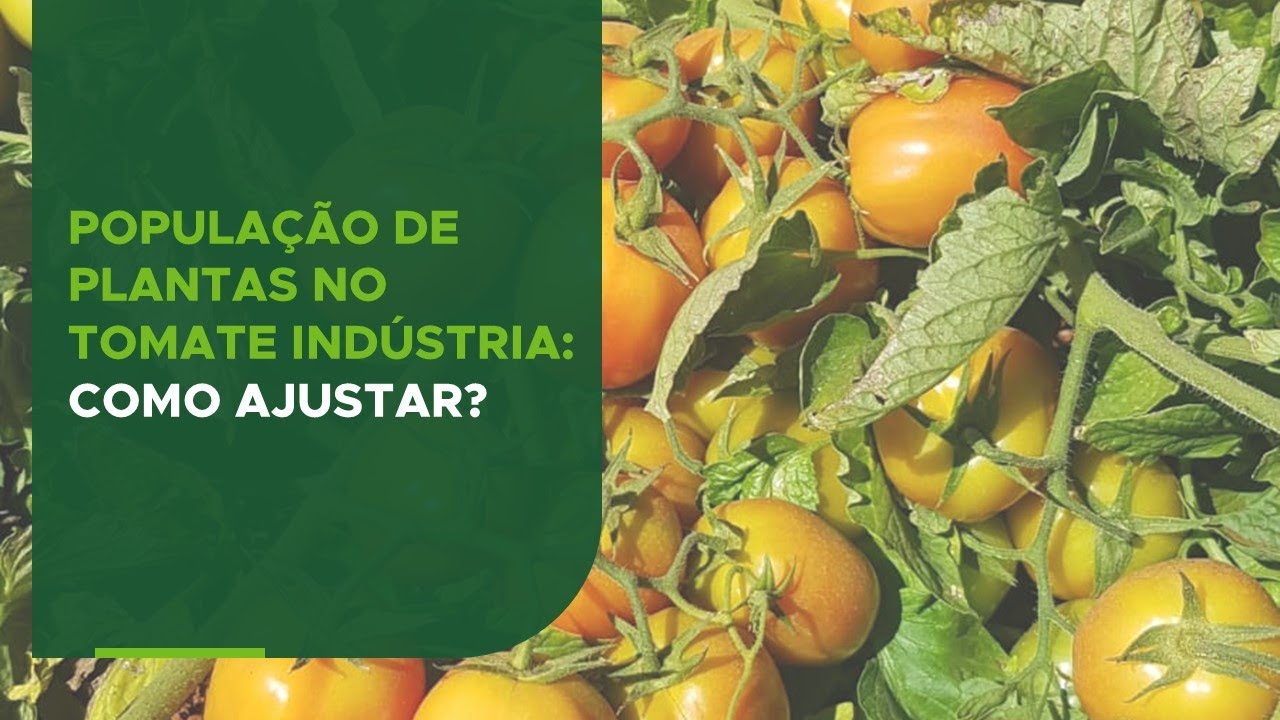 Popula&ccedil;&atilde;o de plantas no tomate ind&uacute;stria: como ajustar?