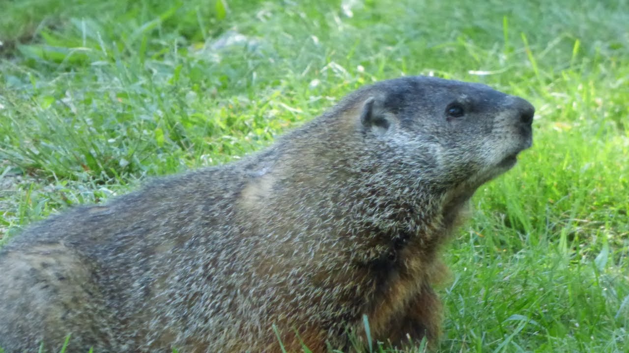 Groundhog - over a minute of a woodchuck eating - whistle pig #wildlife #animals