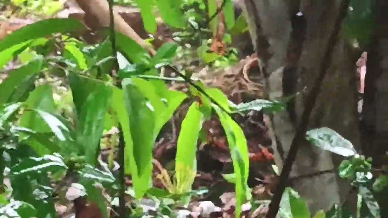 Wild cherries in Western Ghats of Kerala