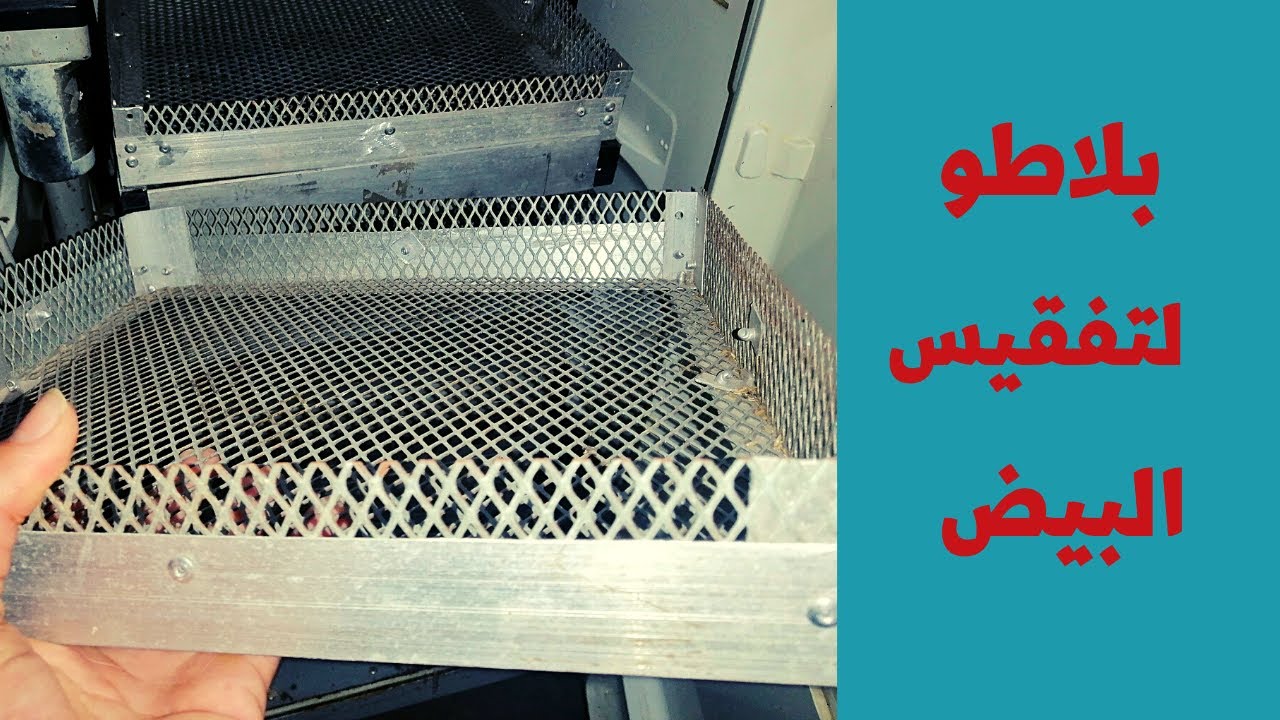طريقة صنع بلاطو لتفقيس البيض بأقل تكلفة