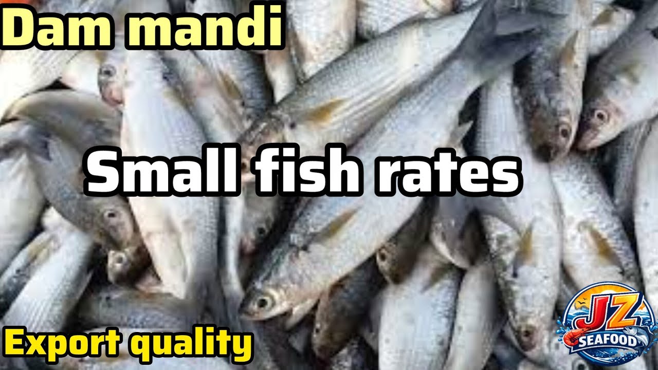 &ldquo;Export Quality Choti Machliyan 🔥 Karachi Fish Market | Wholesale Rate & High Demand Today&rdquo;