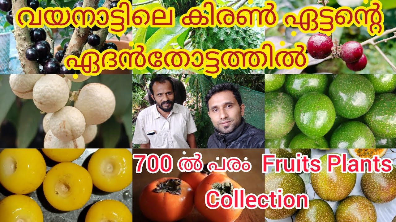 വയനാട്ടിലെ കിരൺ ഏട്ടൻ്റെ  ഏദൻതോട്ടത്തിൽ Exotic Fruit PlantsCollections at Kiran C K house in Wayanad