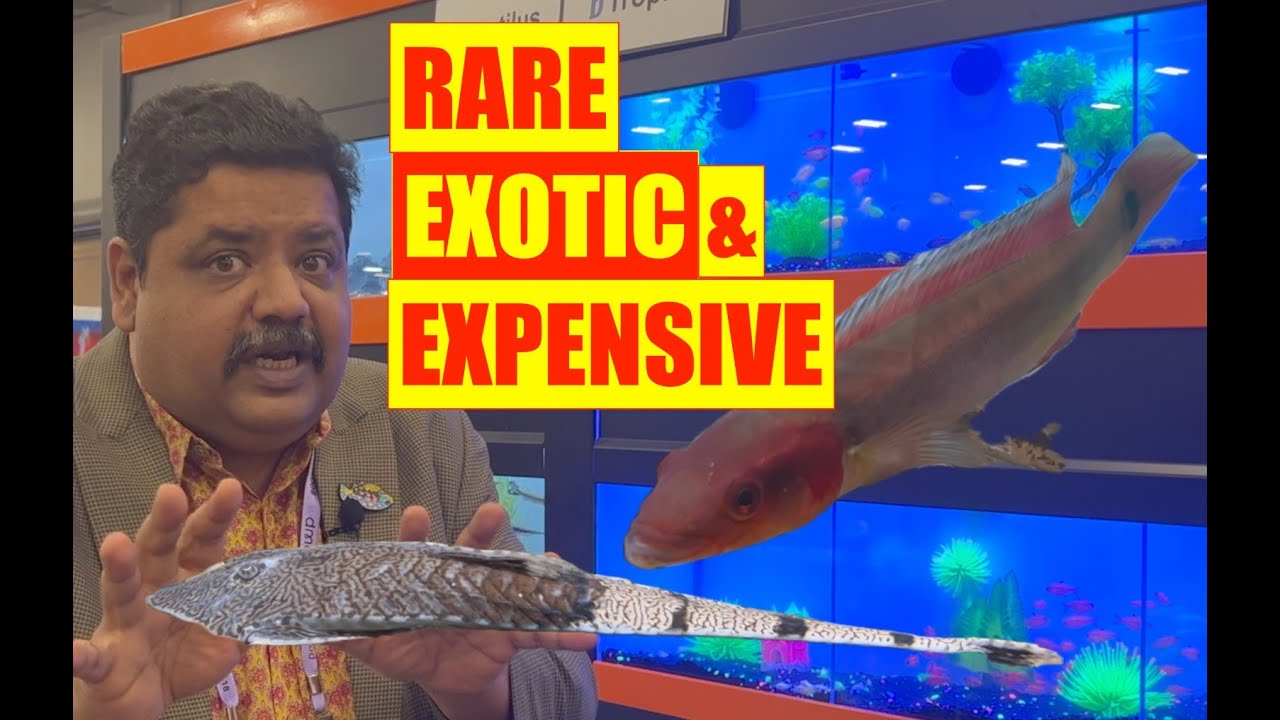 Rare & Exotic Aquarium Fish | Super Zoo | Mayur Dev Aquascaper  4K