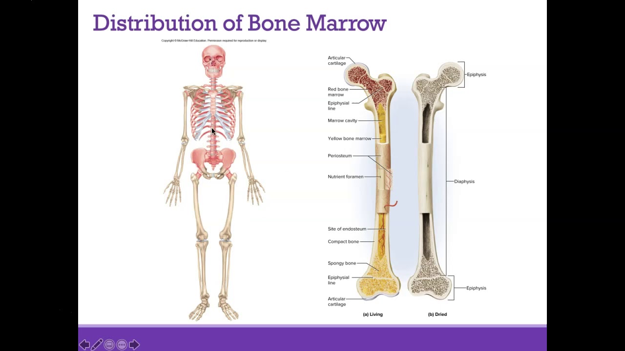 AP1 Online | Chapter 7: Bone Tissue