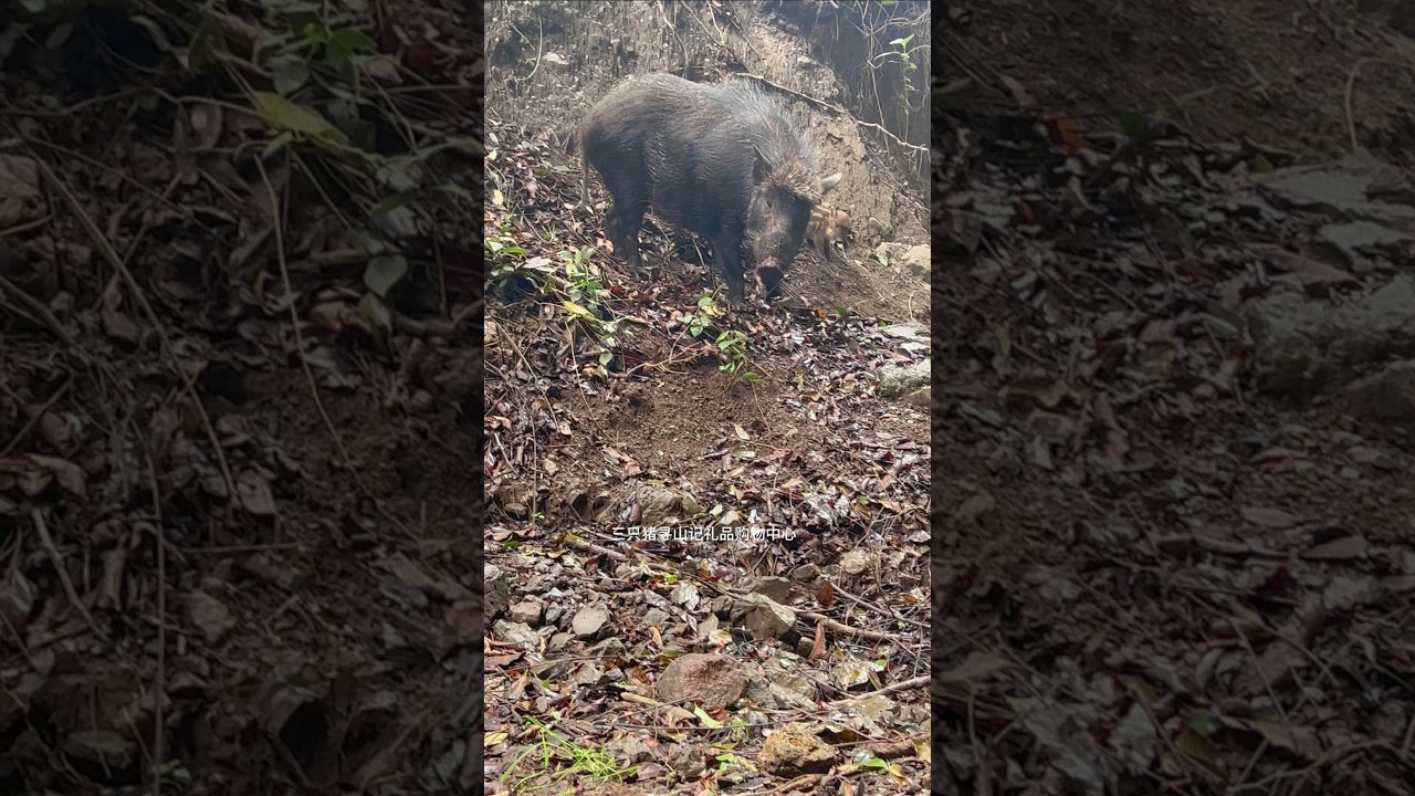 Wild Boar Family Jungle Life 🐗 #warthog #pig #boar #hog #viral #animal #wildpig #wildboar #wildlife