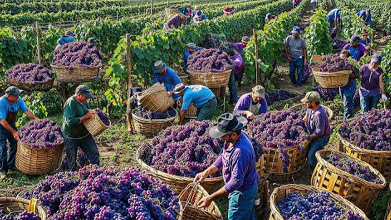 Comment les Agriculteurs Américains Récoltent des Millions de Tonnes de Raisins Chaque Année