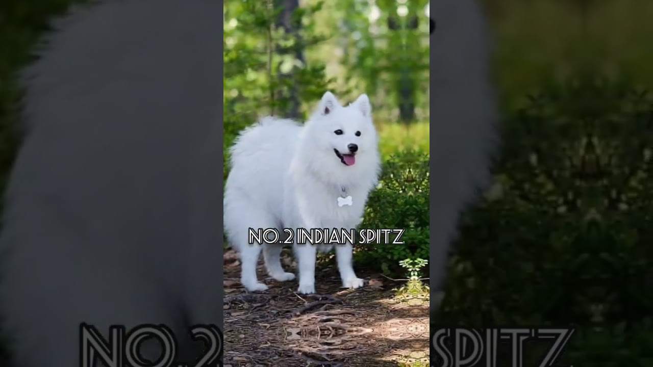 Top 5 cheapest dog in india 🔥🔥 #shorts #trending #viral #ytshorts #facts #yt #dog #youtubeshorts