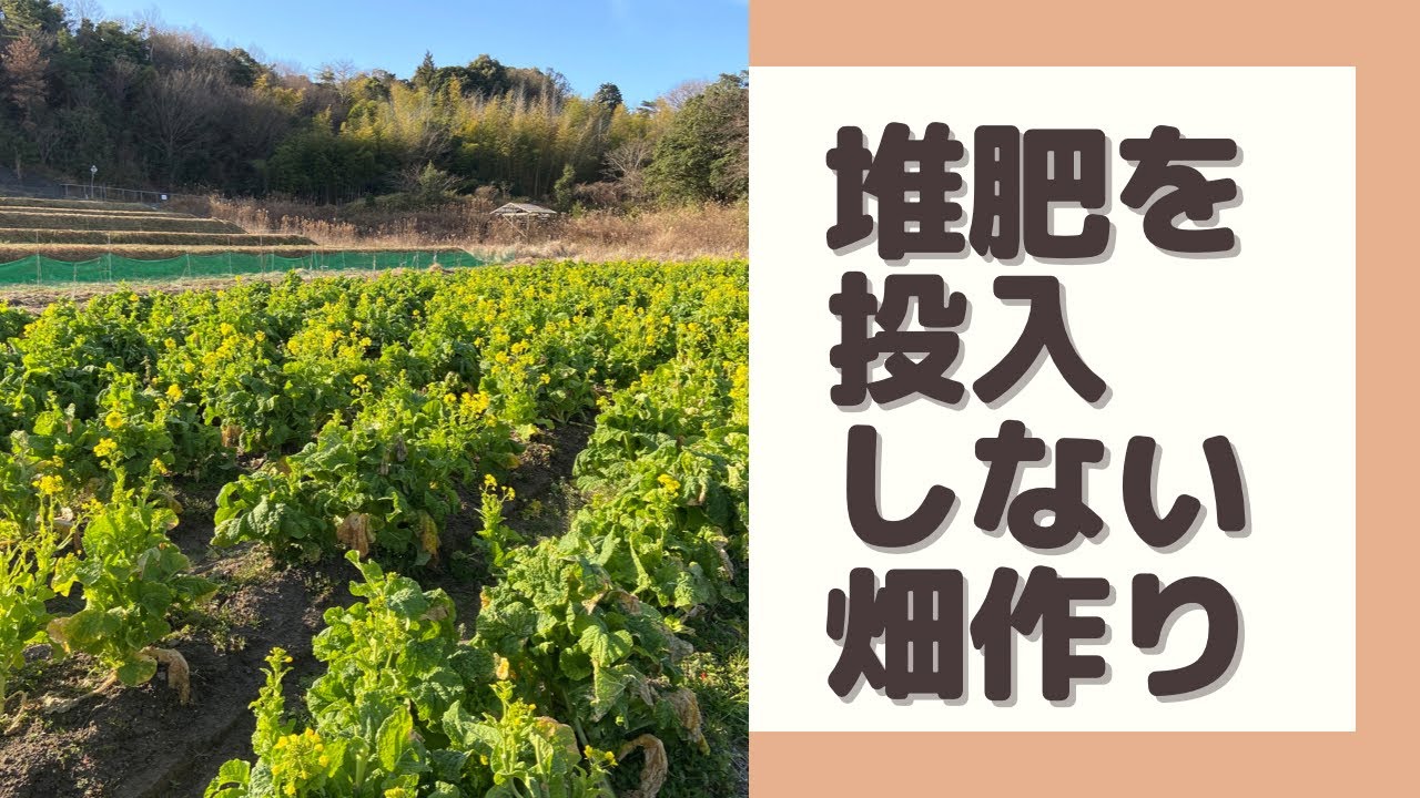 【堆肥を投入しない】土作り【家庭菜園】残渣、刈草処理