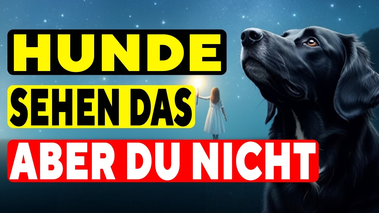 15 Schockierende Dinge, die NUR Hunde sehen und hören können