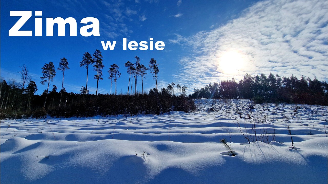 Zima w lesie