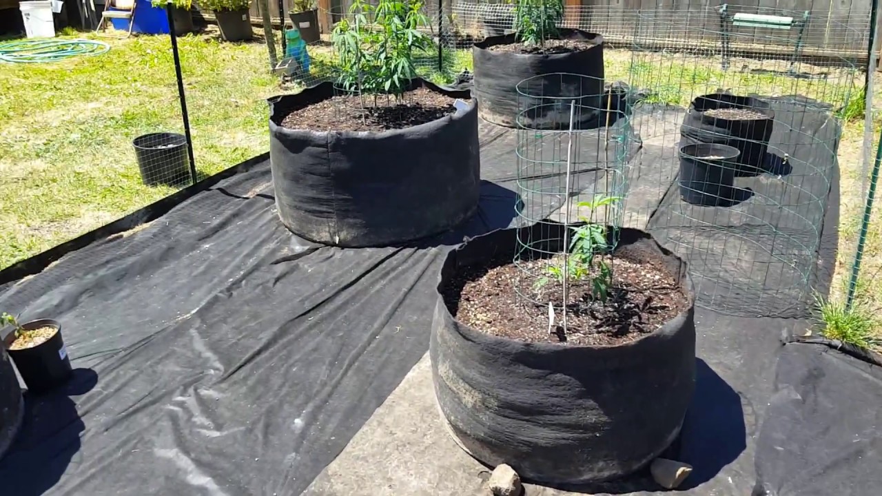 S:3 Ep:1 OMMP Organic Outdoor Cannabis Grow 2018