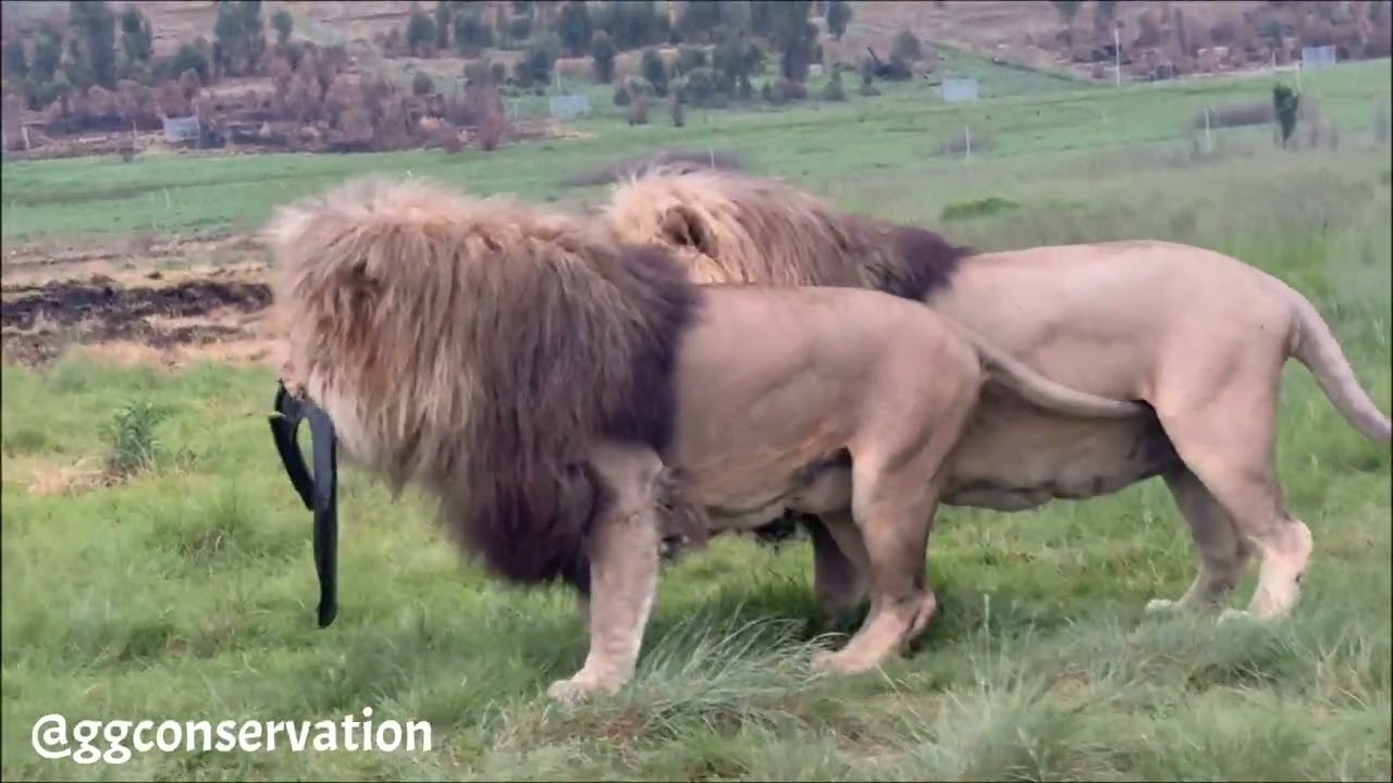Lions acting like kids!!! 