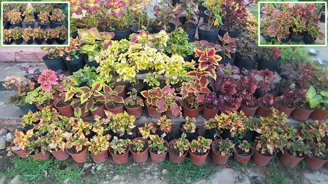 My Coleus Collections