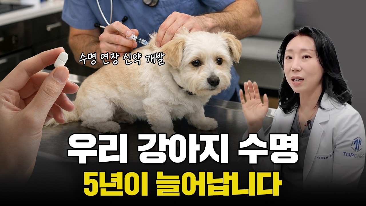 강아지 수명..큰 변화가 올지도 모르겠네요 I 대형 동물병원 원장이 밝히는 강아지 장수 비결