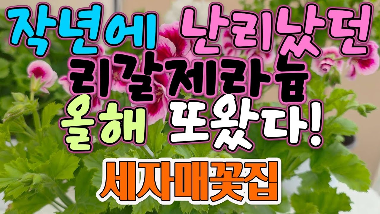 26.03.06 작년에 난리났던 리갈제라늄 또 입고되었습니다! 외목대 구경오세요!