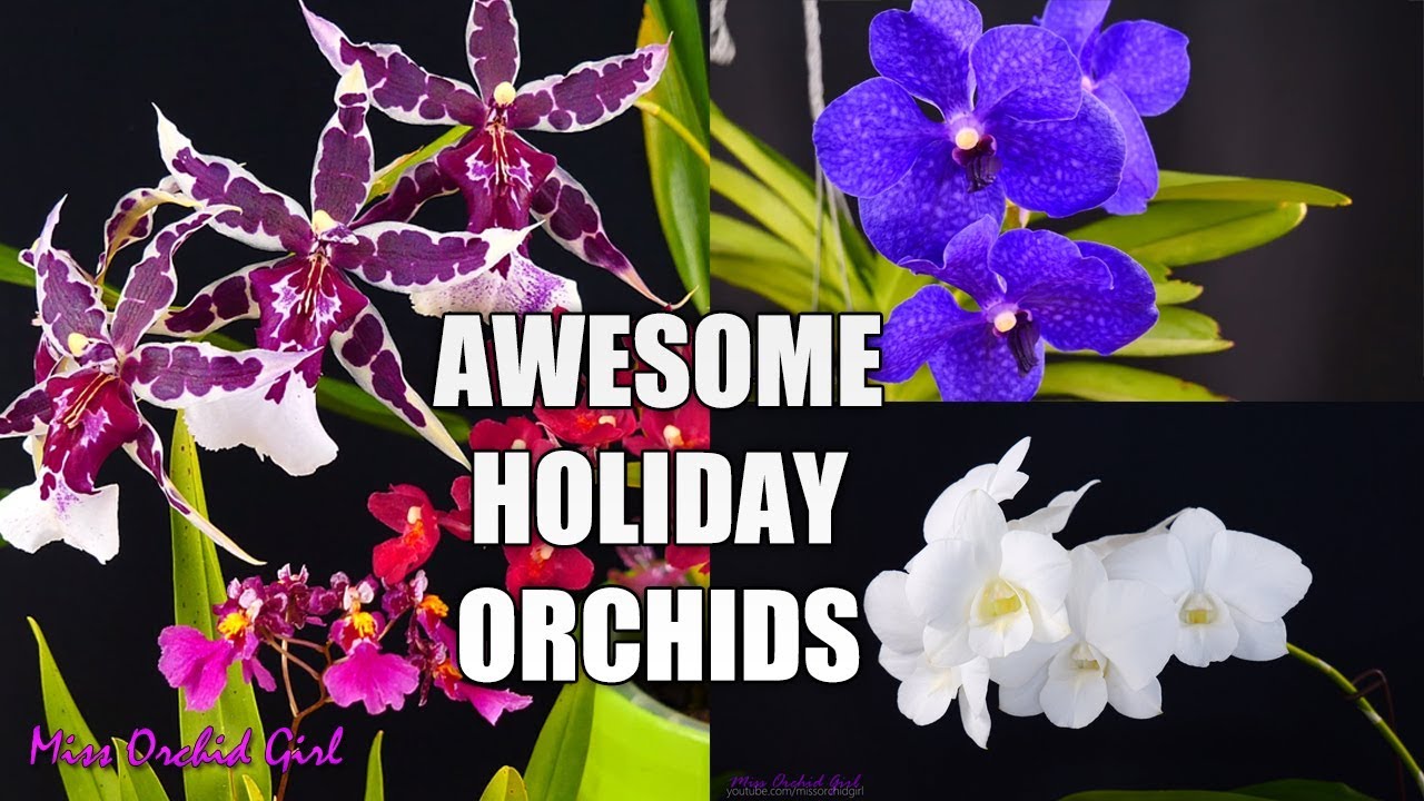 Orchid Care for Beginners - 5 Orchids that make great Holiday gifts! (Closed giveaway)
