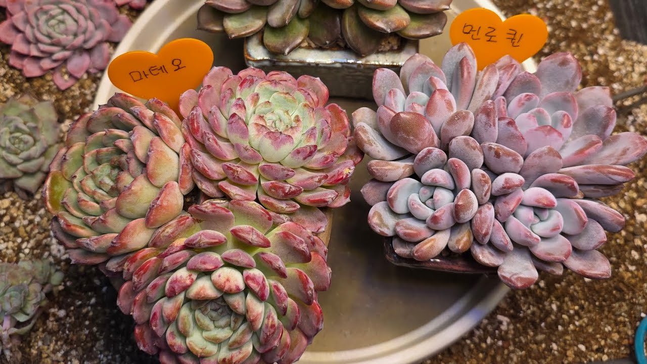 25년 12월29일 마테오&먼로퀀&다크초콜릿 분갈이!#다육이 #succulent 