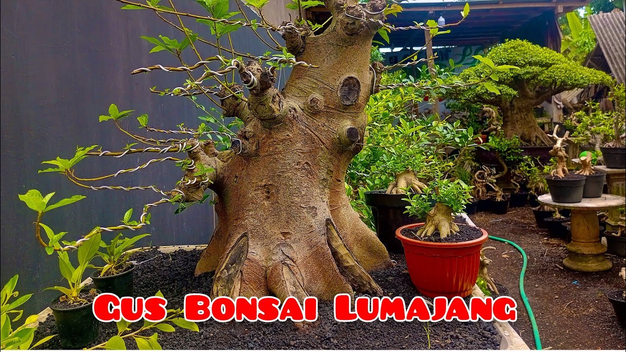 BERBAGAI BAHAN BONSAI NOTA SEPESIAL 👍📱085784899484 #bonsai  #berkahramadhan #semuaorang 