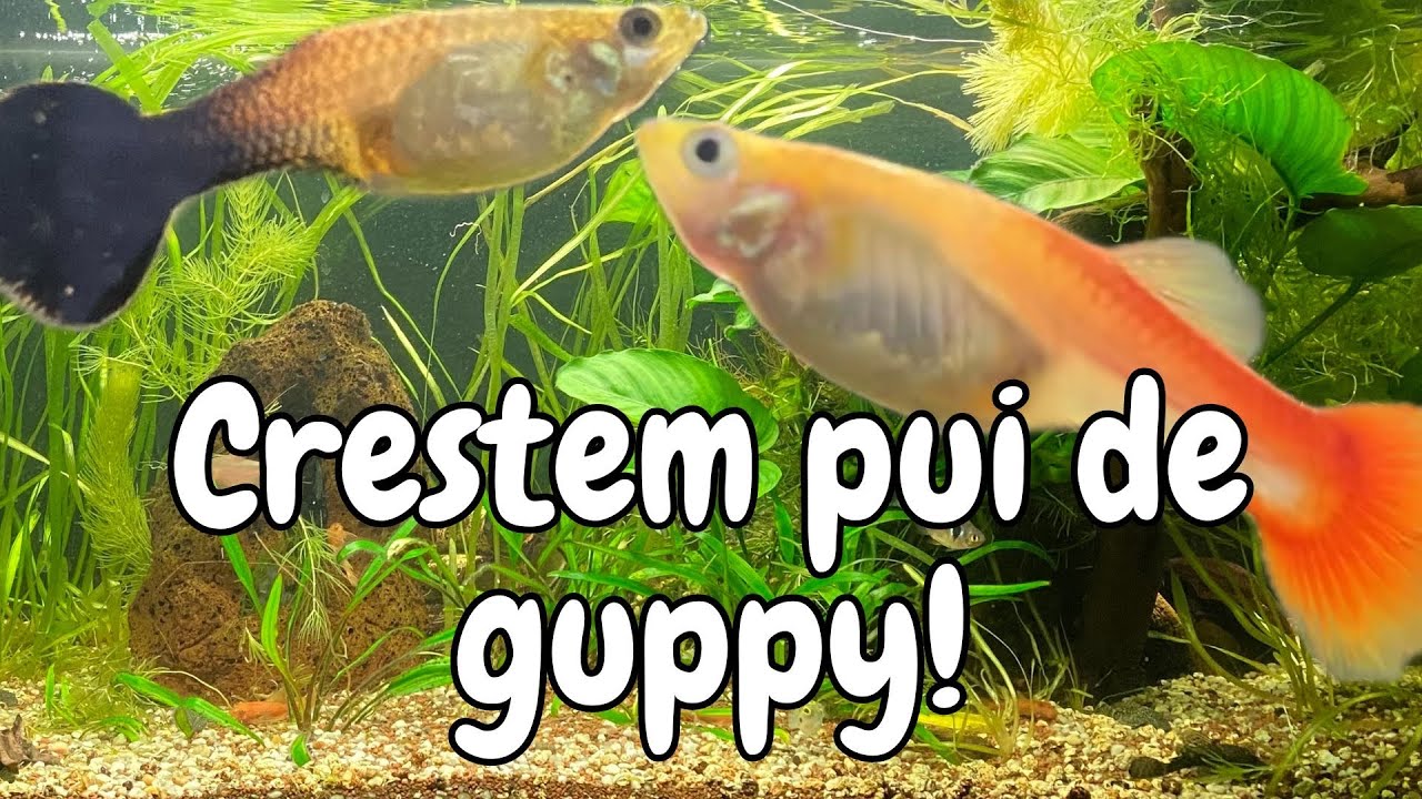Cum cresc puii de guppy simplu si rapid