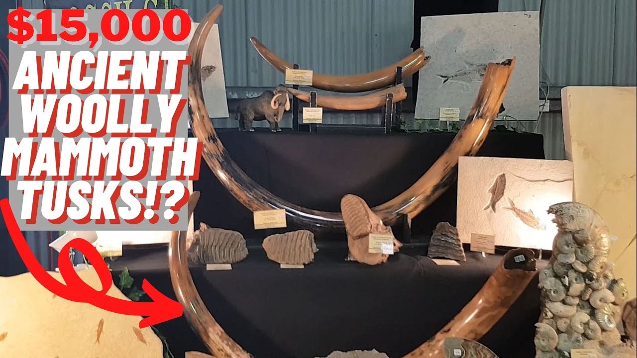 GEMBOREE Australia's Gem, Mineral & Fossil Show | 55th Annual Gemboree Rockhampton 2019 Part 1