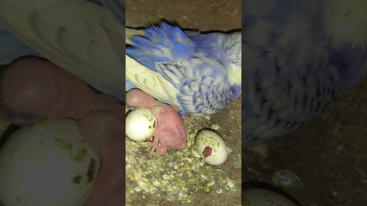budgie egg hatching....🐣 #budgies #youtubeshorts