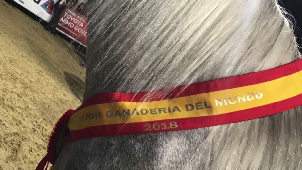Yeguada Mater Christi en SICAB 2018 - Resumen