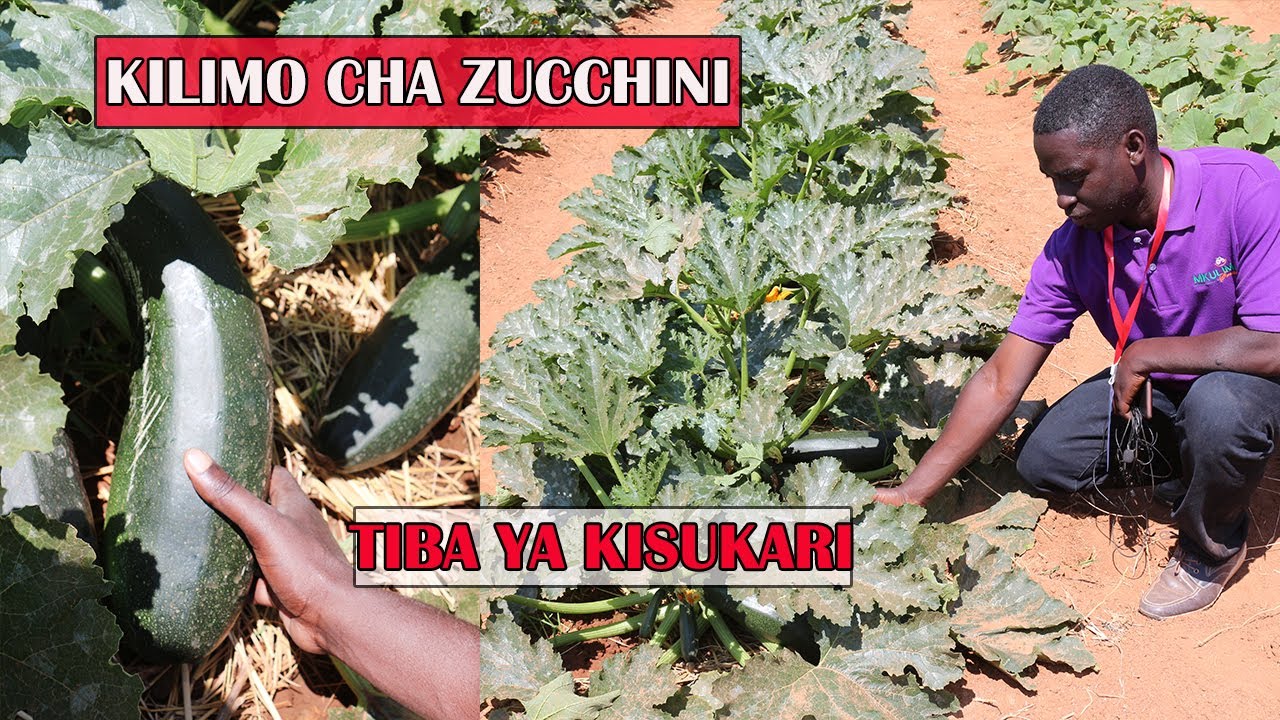 KILIMO CHA ZUCCHINI AU SQUASH AU COURGETTE.|Hili ni aina ya kilimo cha maboga|