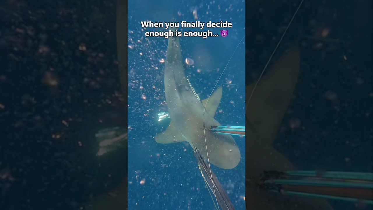 When a shark attack goes wrong for the shark&hellip;