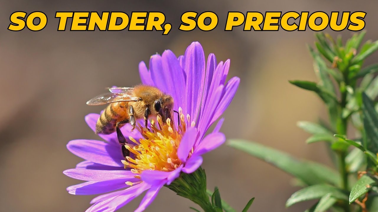 So tender, so precious (Lorenz) - With lyrics - SATB