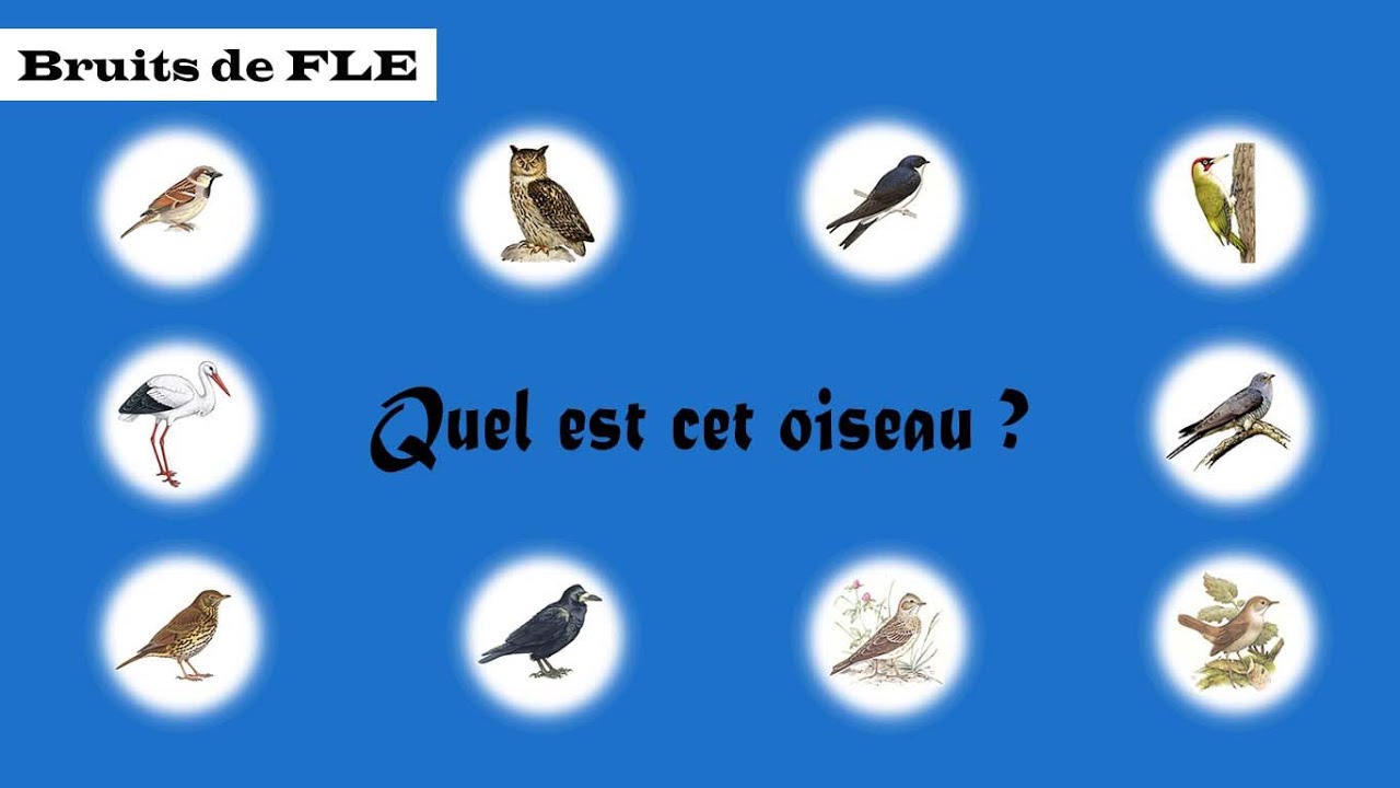 【Bruits de FLE】 Quel est cet oiseau ? (+ Quiz)