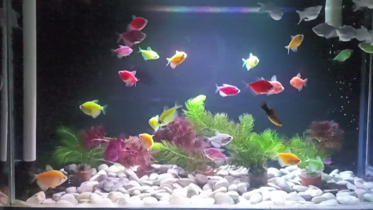 Relaksasi bersama ikan ikan kecil yang cantik cantik