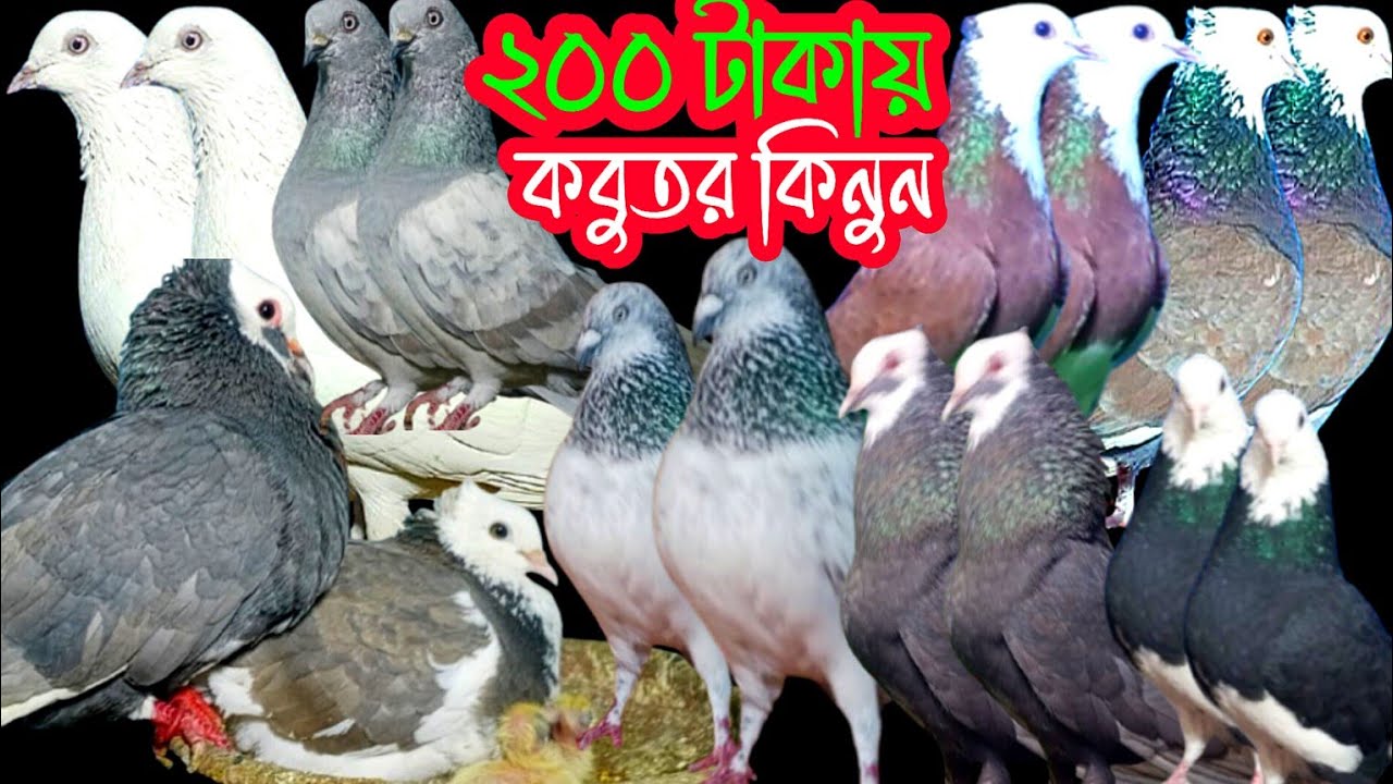 মাত্র ৩০০ টাকা দরে দেশি বিদেশি উন্নত মানের কবুতর কিনুন #কবুতর