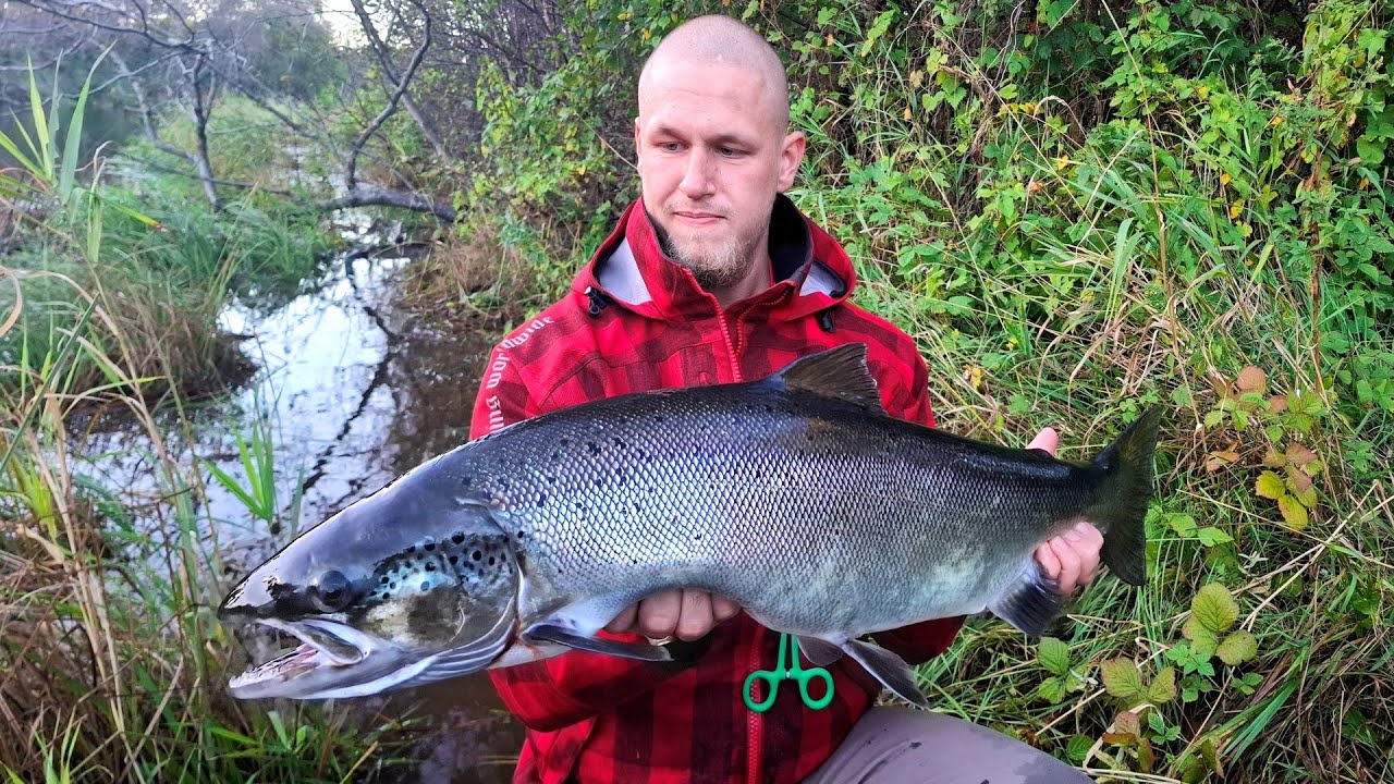 Oliveri lõhe 5,6 kg  Salmon 