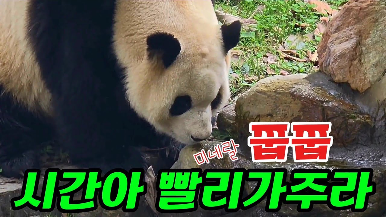 26.3.6 마감전 푸바오실시간  연못 미네랄섭취로  영양보충하는듯 오랜시간 쭙쭙🫤해줄수있는게 없어서 미안해푸야😟 #푸바오 #푸바오실시간 #푸바오근황