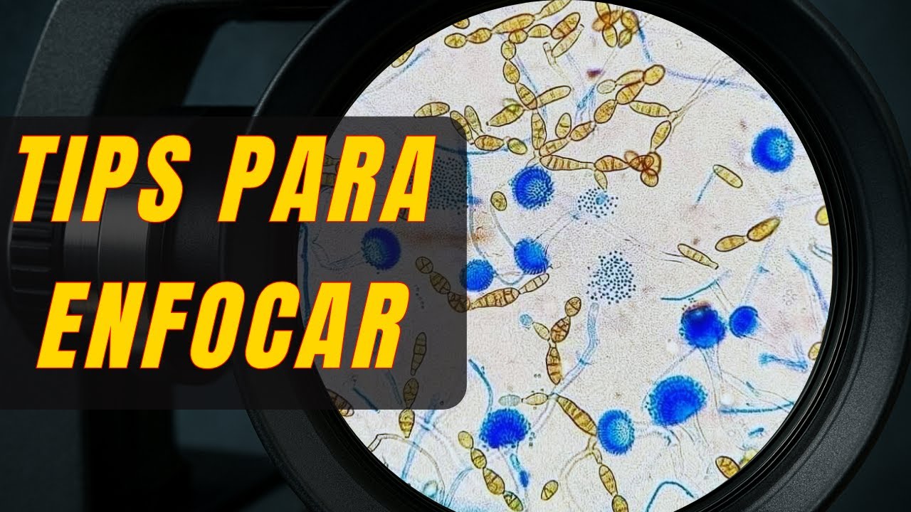 C&oacute;mo lograr el enfoque perfecto en el  microscopio 🔬 
