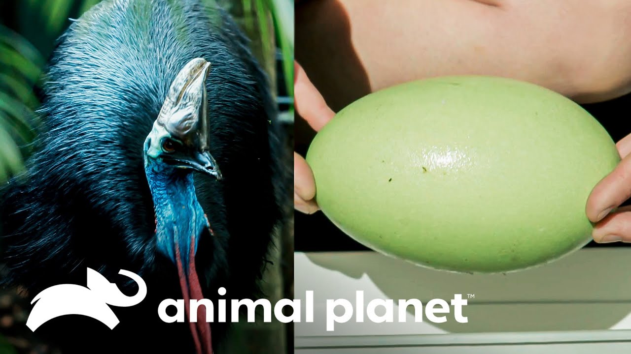 A fêmea de casuar Babinda bota dois ovos | A Família Irwin | Animal Planet Brasil