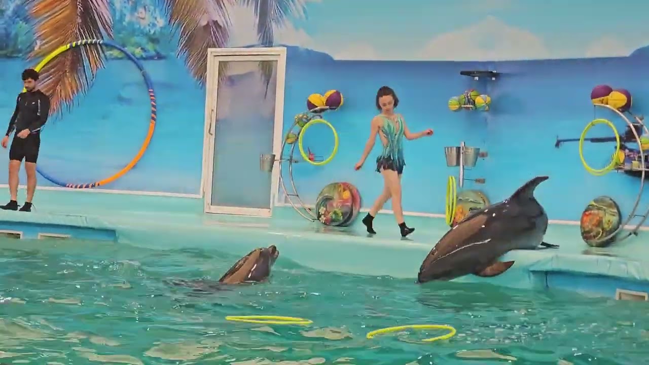 Dolphin show at phuket