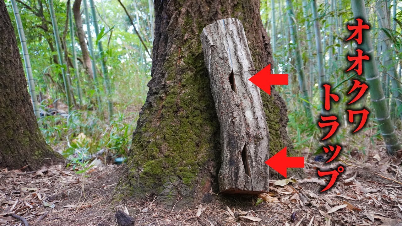 クヌギの木に深い穴を空けて中にバナナをぶち込むだけ