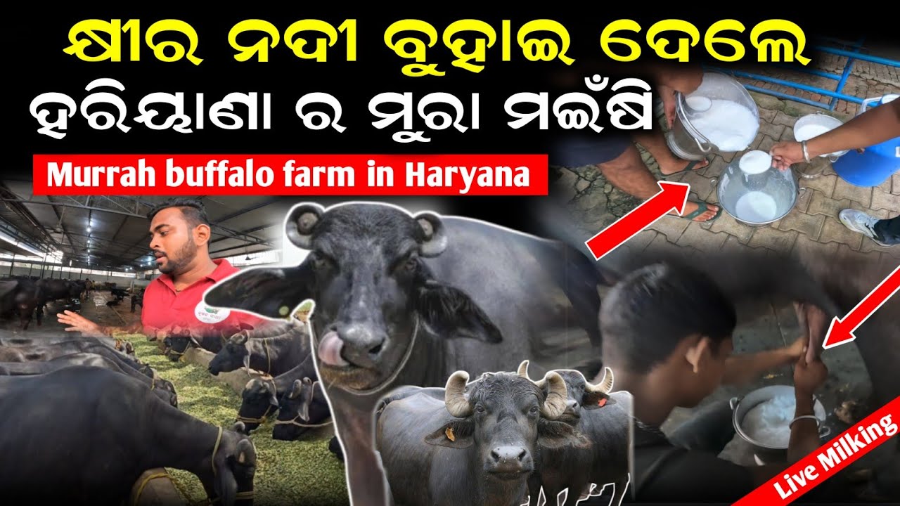 ମୁରା ମଇଁଷି ପାଳନ | murrah buffalo Farming | Murrah buffalo live milking | Krushak sathi odisha