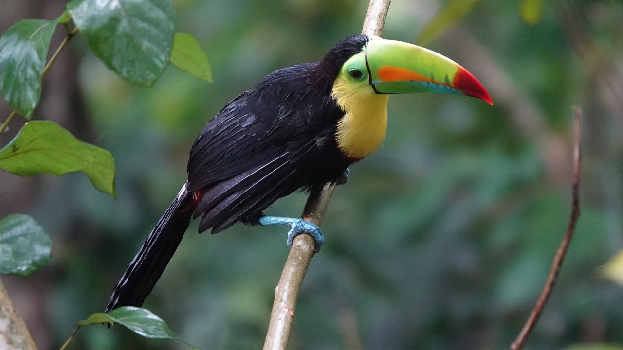 LA QUINTA SARAPIQUI LODGE - COSTA RICA - A NATURE WONDERLAND