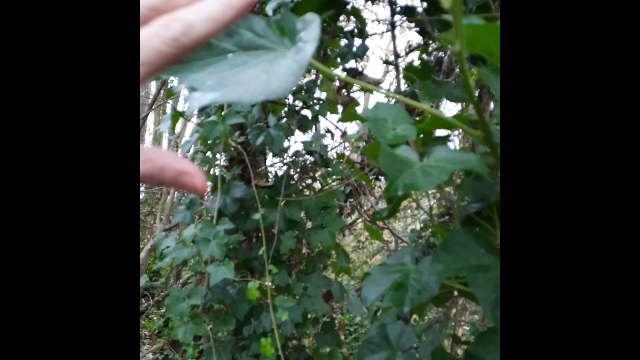 AMAZING example of Fibonacci sequence found in nature