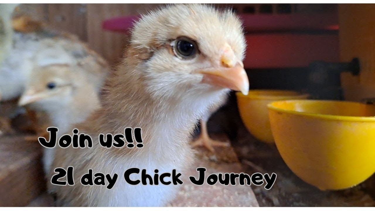 21 Day Chick Hatching Journey! Incubating eggs through fuzzy little puff balls!