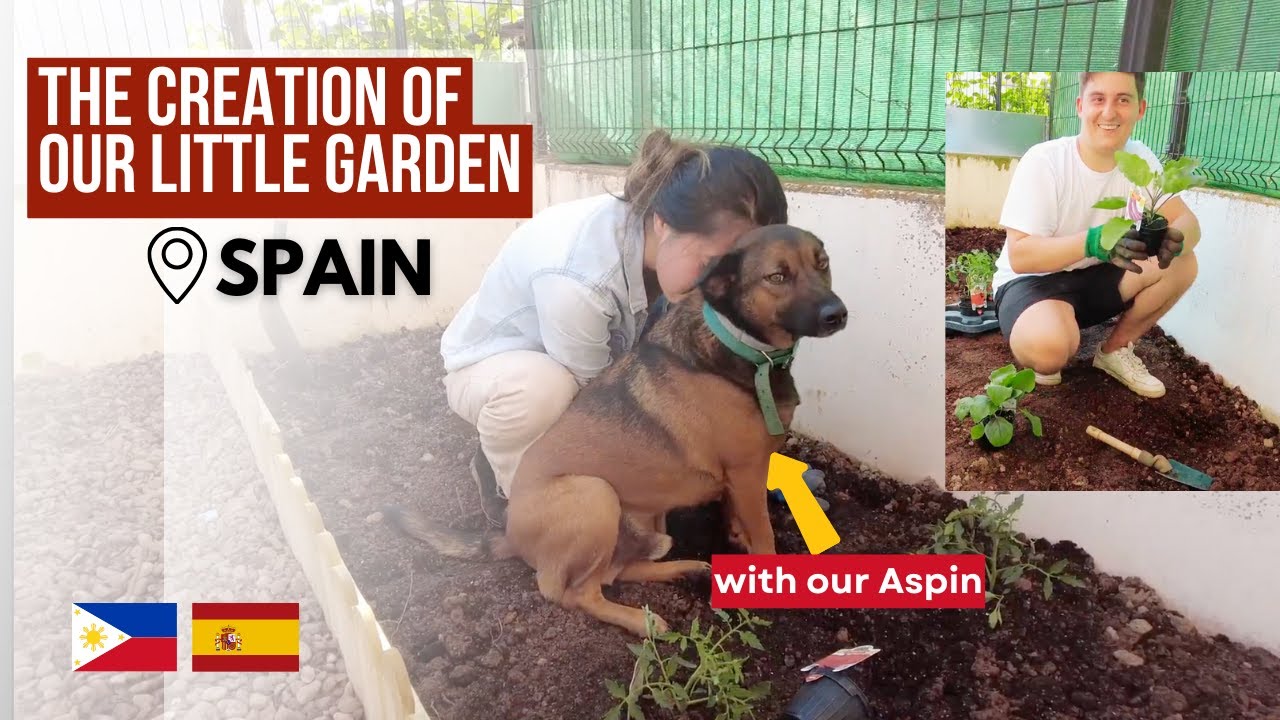 Создание нашего маленького сада в Испании | Spanish-Filipina-Aspin Furfamily #furfamily #садоводство