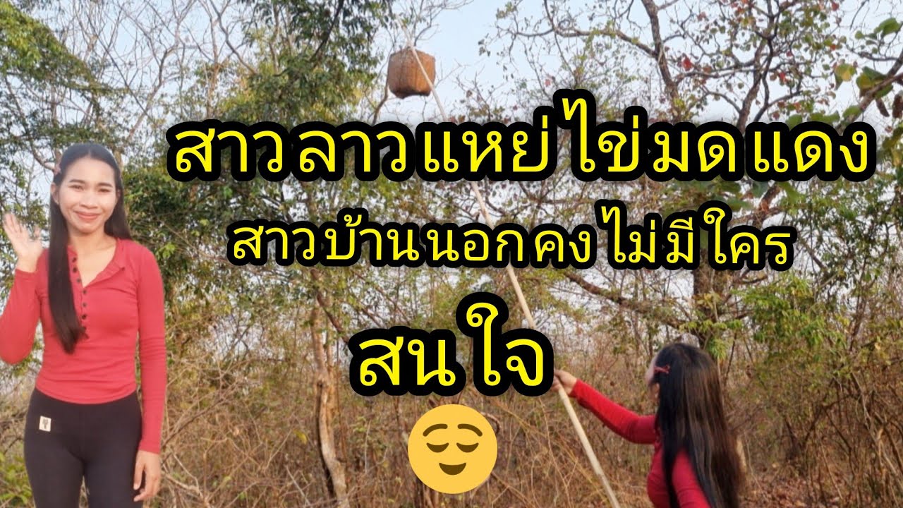 วันนี้น้องอรพาทุกคนมาแหย่ไข่มดแดง วิถีชีวิตสาวบ้านนอกคงไม่มีใครสนใจหรอก#ชนบทลาวใต้ #สาวลาวใต้ 
