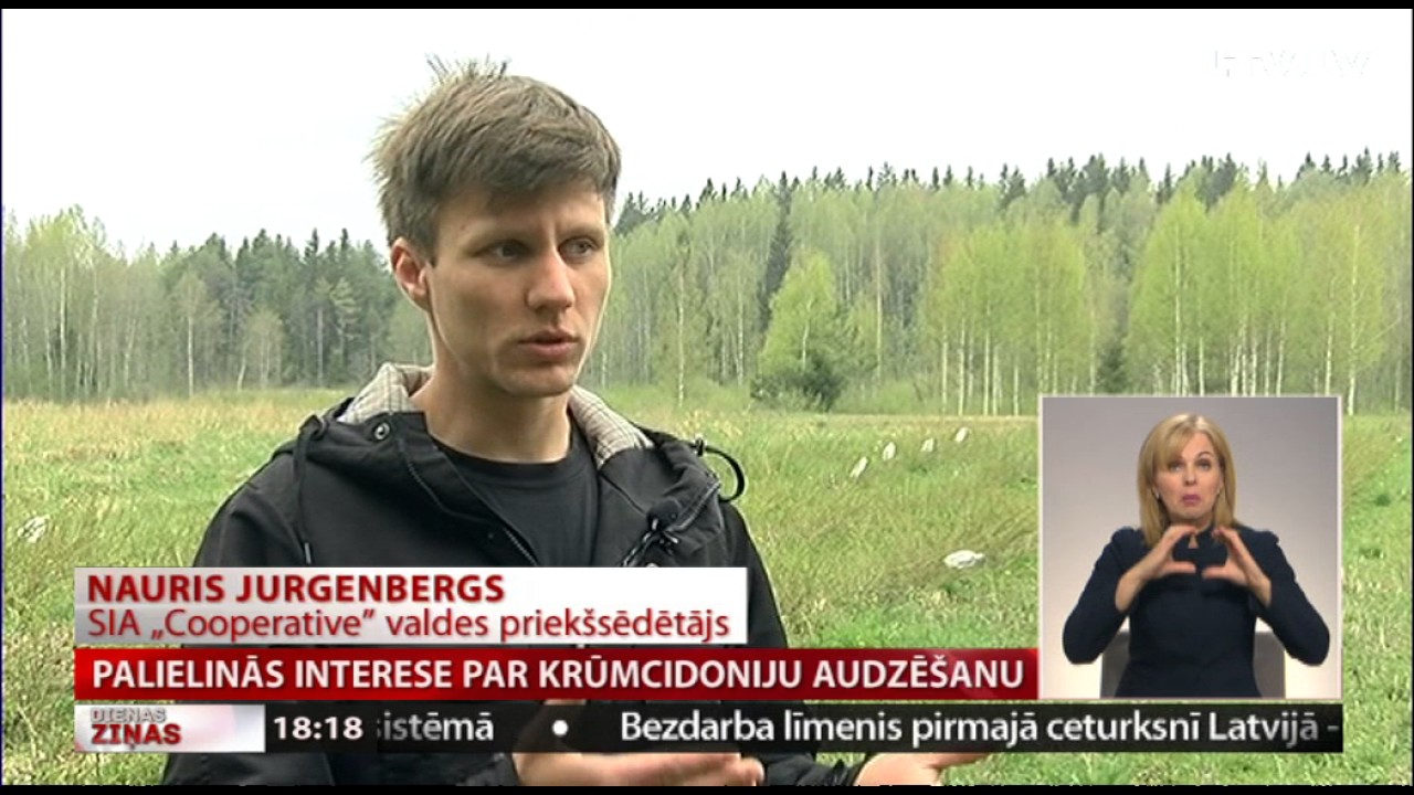 Palielinās interese par krūmcidoniju audzēšanu