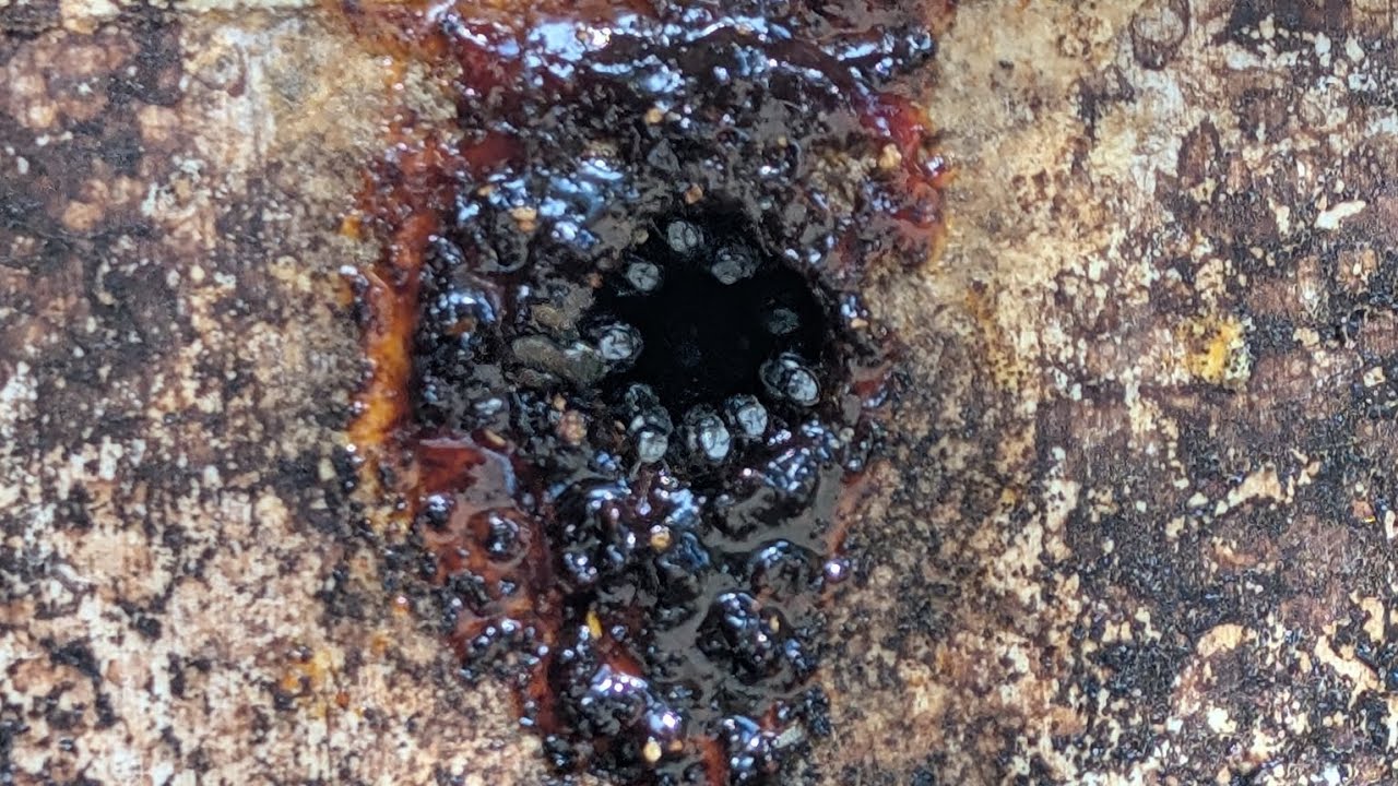 Look inside our native bee hive!
